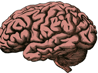 L'impact des langues sur le cerveau et Alzheimer