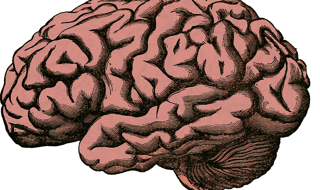 langues-cerveau-alzheimer L'impact des langues sur le cerveau et Alzheimer