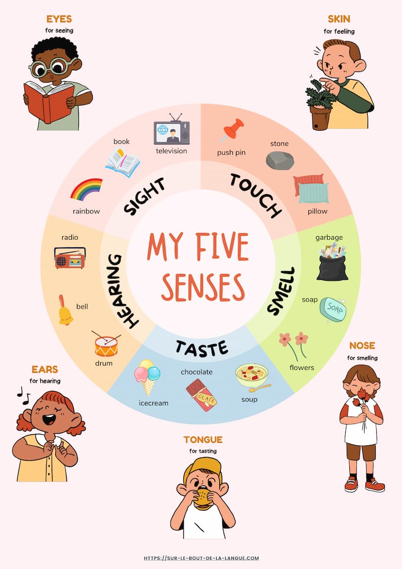 les cinq sens en anglais